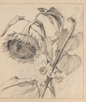 Чеботарёв Константин Константинович. Корзинка подсолнечника